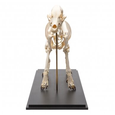 Šuns skeletas (Canis lupus familiaris), dydis L, pavyzdys 4 Šuns skeletas (Canis lupus familiaris), dydis L, pavyzdys 4
