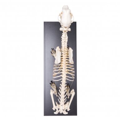 Šuns skeletas (Canis lupus familiaris), dydis L, pavyzdys 5 Šuns skeletas (Canis lupus familiaris), dydis L, pavyzdys 5