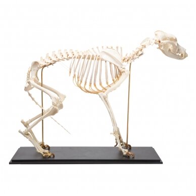 Šuns skeletas (Canis lupus familiaris), dydis L, pavyzdys Šuns skeletas (Canis lupus familiaris), dydis L, pavyzdys