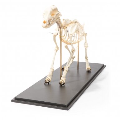 Šuns skeletas (Canis lupus familiaris), dydis M, lankstus, pavyzdys 3 Šuns skeletas (Canis lupus familiaris), dydis M, lankstus, pavyzdys 3