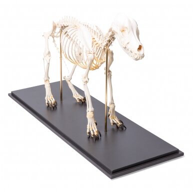 Šuns skeletas (Canis lupus familiaris), dydis M, pavyzdys 1 Šuns skeletas (Canis lupus familiaris), dydis M, pavyzdys 1