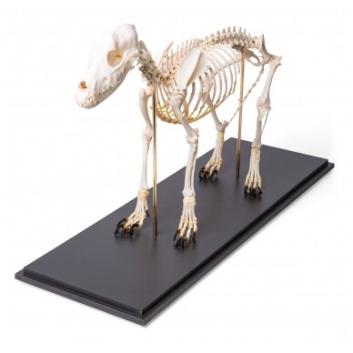 Šuns skeletas (Canis lupus familiaris), dydis M, pavyzdys 3 Šuns skeletas (Canis lupus familiaris), dydis M, pavyzdys 3