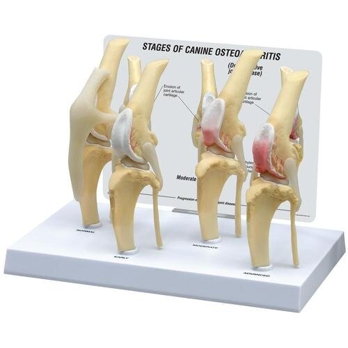 Šuns osteoartritinio kelio sąnario modelis, normalus + 3 patologinės būklės Šuns osteoartritinio kelio sąnario modelis, normalus + 3 patologinės būklės