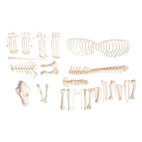 Šuns skeletas (Canis lupus familiaris), dydis L, išardytas, pavyzdys Šuns skeletas (Canis lupus familiaris), dydis L, išardytas, pavyzdys