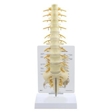 T8-T12 ir L-1-L-5 stuburo slankstelių modelis T8-T12 ir L-1-L-5 stuburo slankstelių modelis