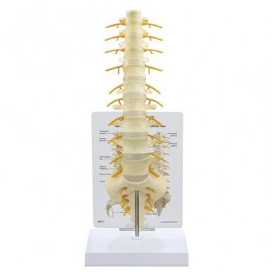 T8-T12 ir L-1-L-5 stuburo slankstelių modelis T8-T12 ir L-1-L-5 stuburo slankstelių modelis