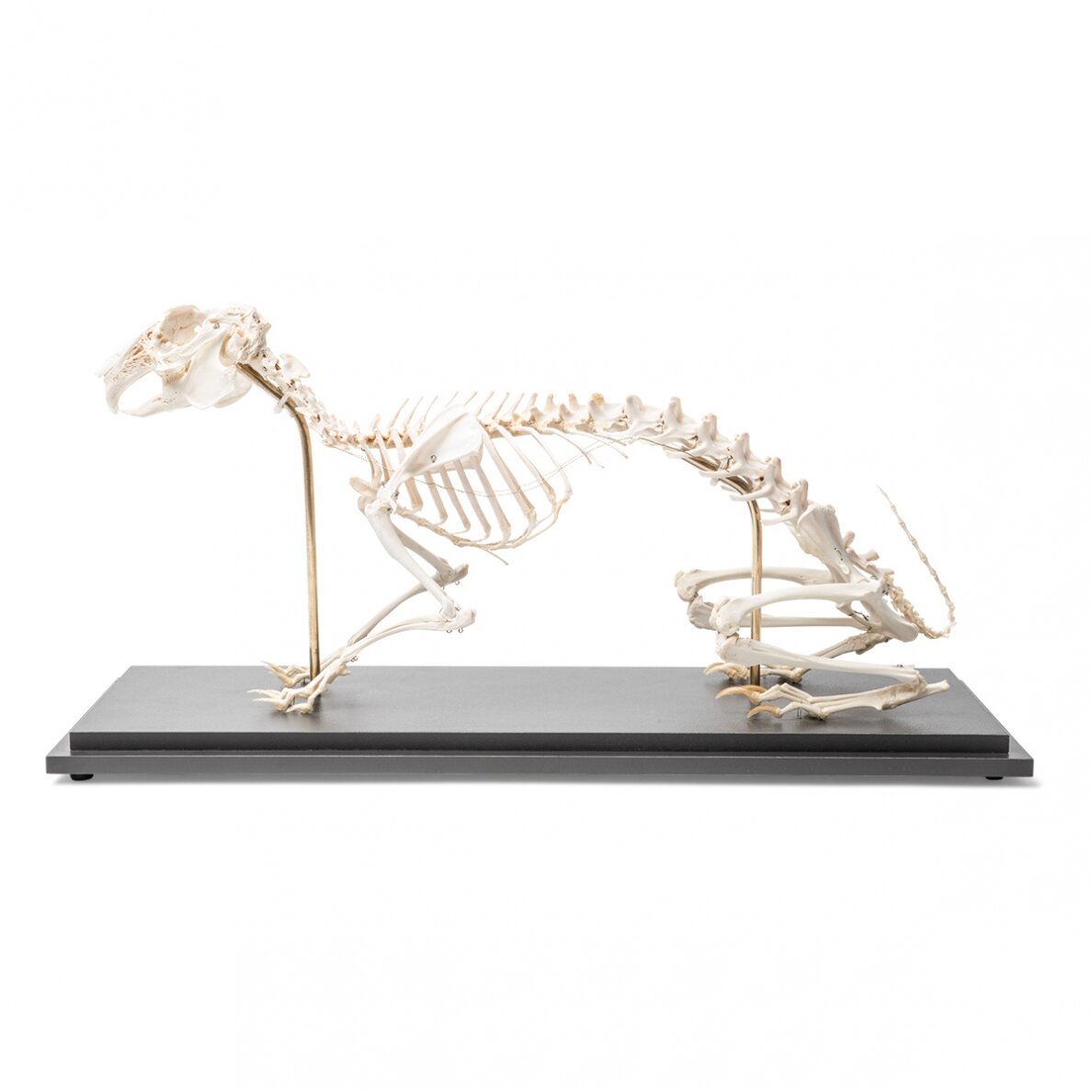 Triušio skeletas (Oryctolagus cuniculus var. domestica), pavyzdys 1 Triušio skeletas (Oryctolagus cuniculus var. domestica), pavyzdys 1