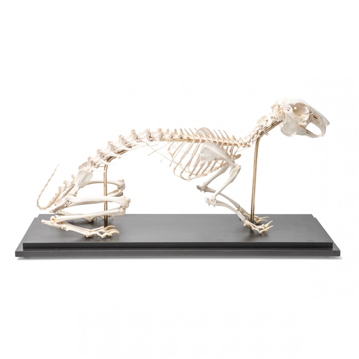 Triušio skeletas (Oryctolagus cuniculus var. domestica), pavyzdys 2 Triušio skeletas (Oryctolagus cuniculus var. domestica), pavyzdys 2
