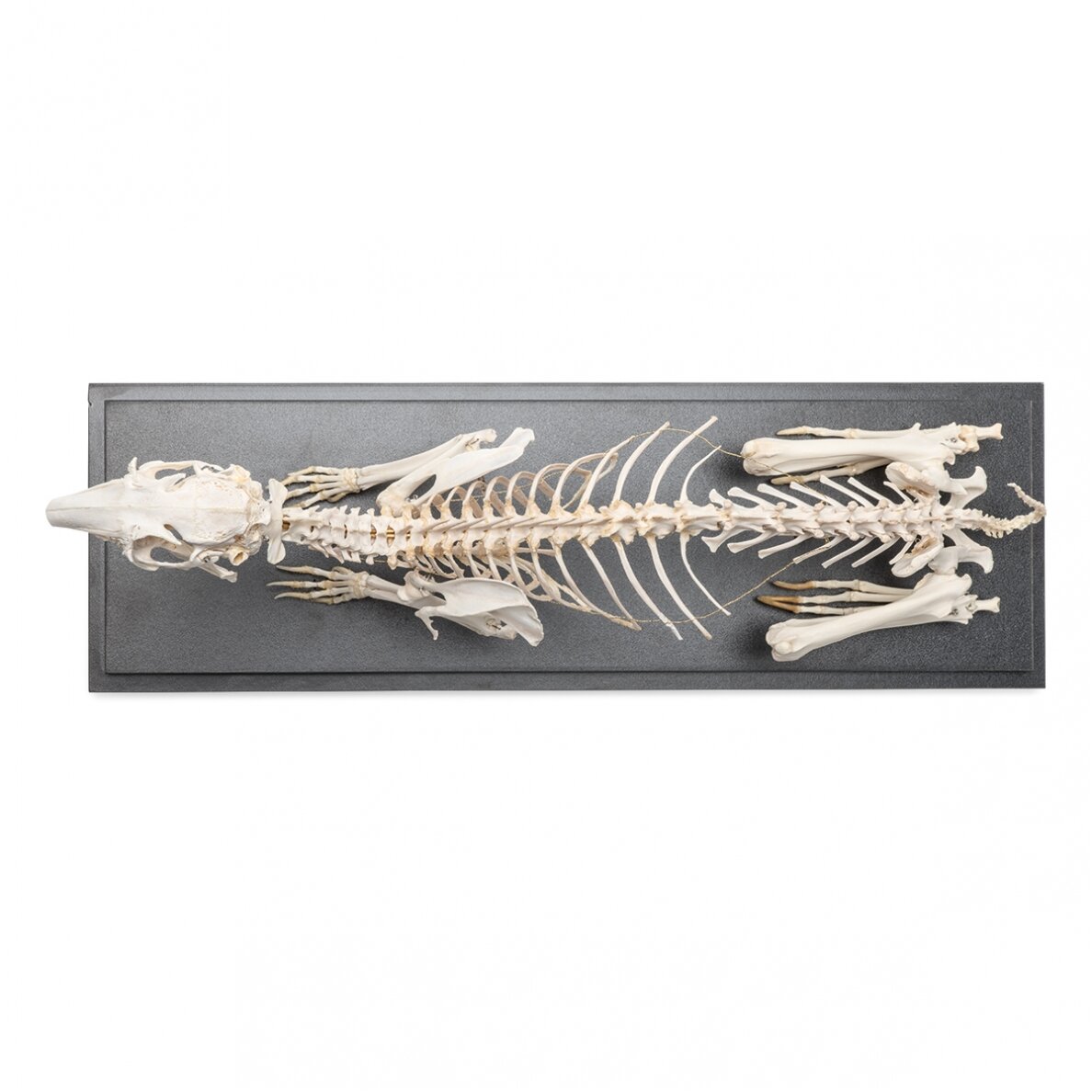 Triušio skeletas (Oryctolagus cuniculus var. domestica), pavyzdys 3 Triušio skeletas (Oryctolagus cuniculus var. domestica), pavyzdys 3