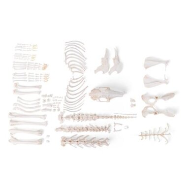Triušio skeletas (Oryctolagus cuniculus var. domestica), išardytas Triušio skeletas (Oryctolagus cuniculus var. domestica), išardytas