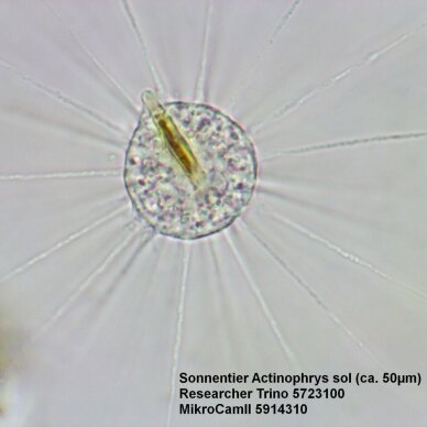 Trinokulinis mikroskopas Bresser Researcher Trino 40–1000X 9 Trinokulinis mikroskopas Bresser Researcher Trino 40–1000X 9