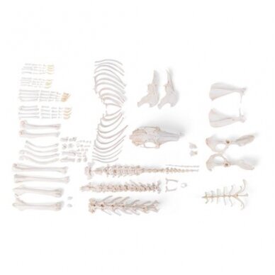 Triušio skeletas (Oryctolagus cuniculus var. domestica), išardytas Triušio skeletas (Oryctolagus cuniculus var. domestica), išardytas