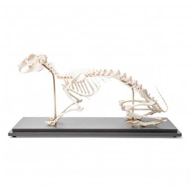 Triušio skeletas (Oryctolagus cuniculus var. domestica), pavyzdys 1 Triušio skeletas (Oryctolagus cuniculus var. domestica), pavyzdys 1