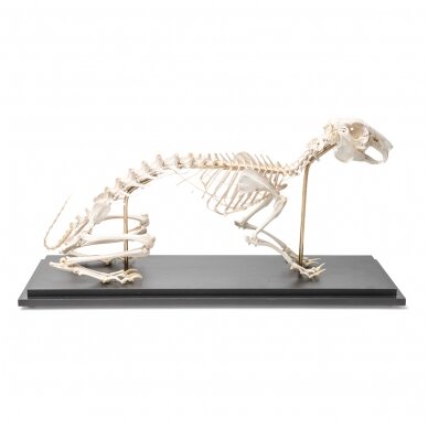 Triušio skeletas (Oryctolagus cuniculus var. domestica), pavyzdys 2 Triušio skeletas (Oryctolagus cuniculus var. domestica), pavyzdys 2