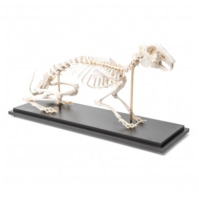 Triušio skeletas (Oryctolagus cuniculus var. domestica), pavyzdys Triušio skeletas (Oryctolagus cuniculus var. domestica), pavyzdys
