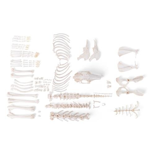 Triušio skeletas (Oryctolagus cuniculus var. domestica), išardytas Triušio skeletas (Oryctolagus cuniculus var. domestica), išardytas