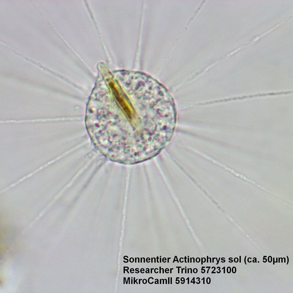 Trinokulinis mikroskopas Bresser Researcher Trino 40–1000X 9