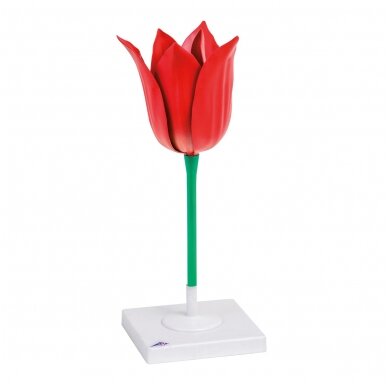 Tulpės žiedo (Tulipa gesneriana) modelis Tulpės žiedo (Tulipa gesneriana) modelis