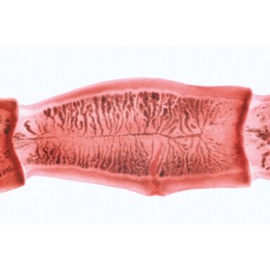 V serija. Genetika, dauginimasis ir embriologija - mikroskopiniai preparatai V serija. Genetika, dauginimasis ir embriologija - mikroskopiniai preparatai