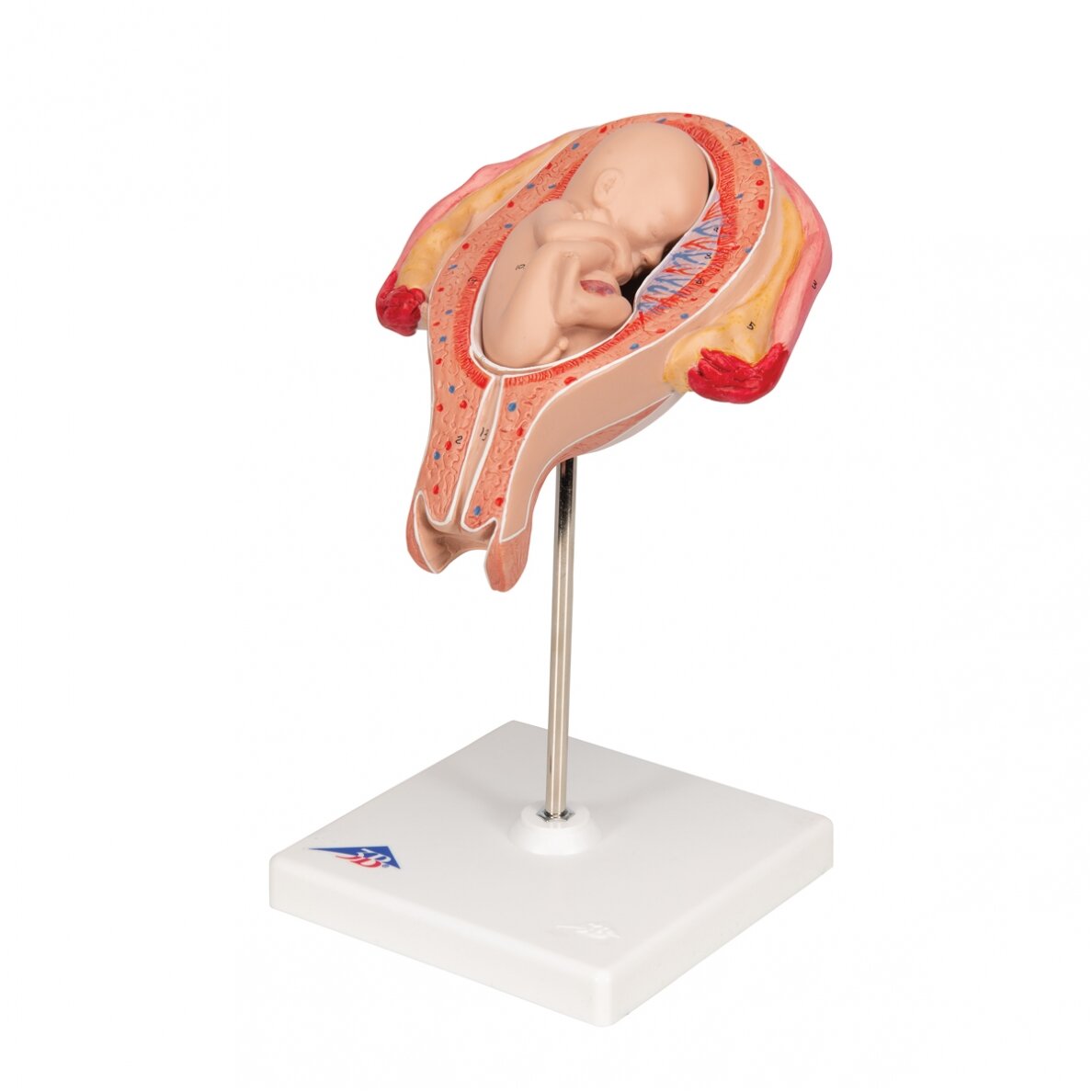 Vaisiaus modelis, 5 mėnuo 6