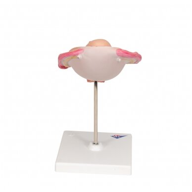 Vaisiaus modelis, 5 mėnuo 4 Vaisiaus modelis, 5 mėnuo 4
