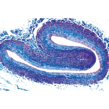 Vertebrata histologija, išskyrus žinduolius - mikroskopiniai preparatai Vertebrata histologija, išskyrus žinduolius - mikroskopiniai preparatai