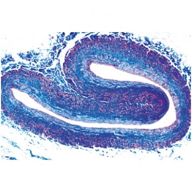 Vertebrata histologija, išskyrus žinduolius - mikroskopiniai preparatai Vertebrata histologija, išskyrus žinduolius - mikroskopiniai preparatai