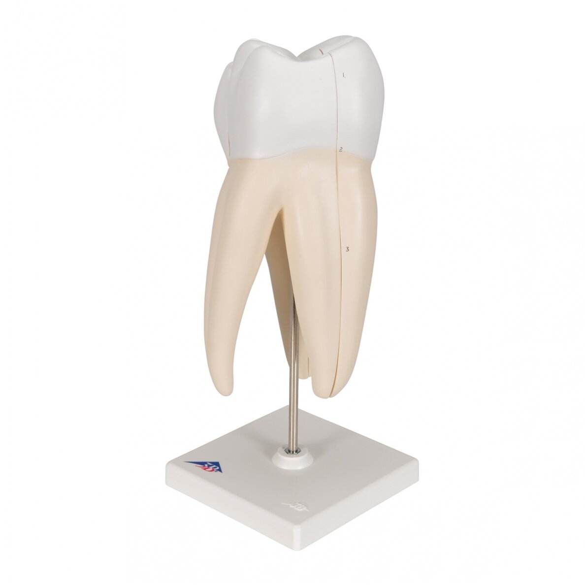 Viršutinio trigubos šaknies žmogaus krūminių dantų modelis, 3 dalys 2