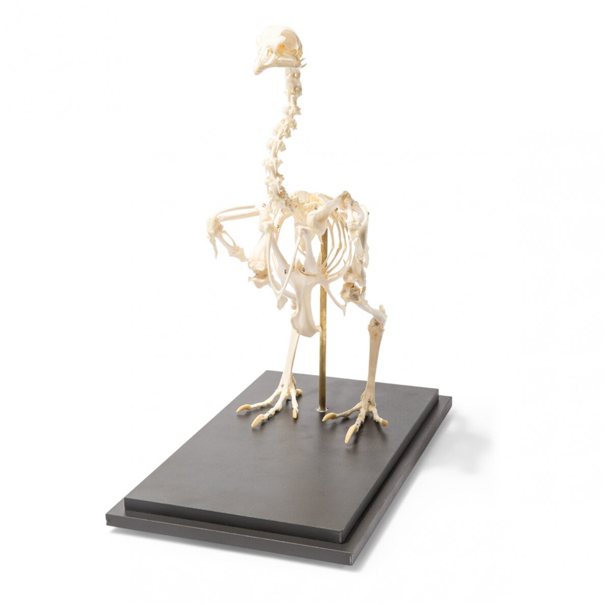 Vištos skeletas (Gallus gallus domesticus), pavyzdys 1 Vištos skeletas (Gallus gallus domesticus), pavyzdys 1