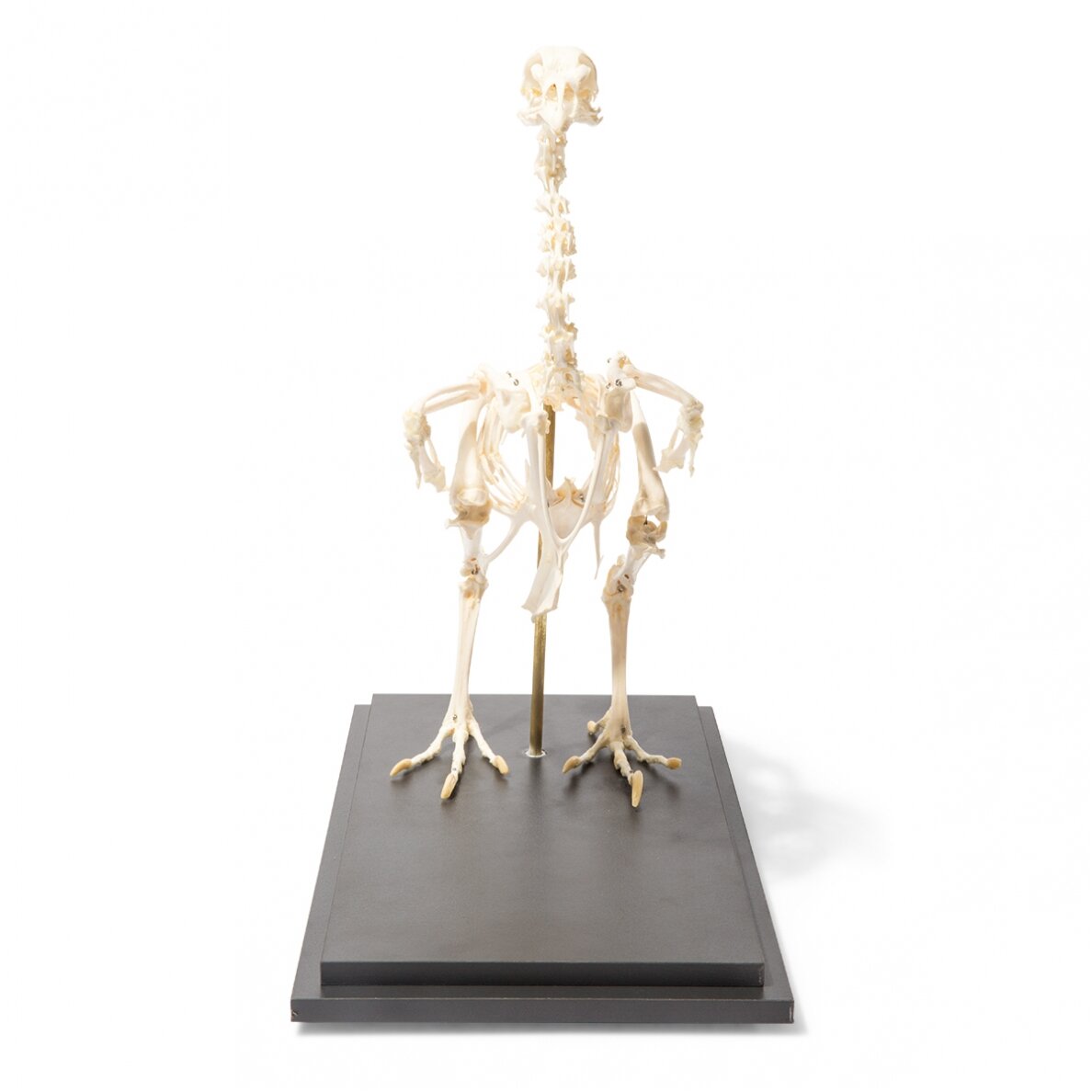 Vištos skeletas (Gallus gallus domesticus), pavyzdys 2 Vištos skeletas (Gallus gallus domesticus), pavyzdys 2