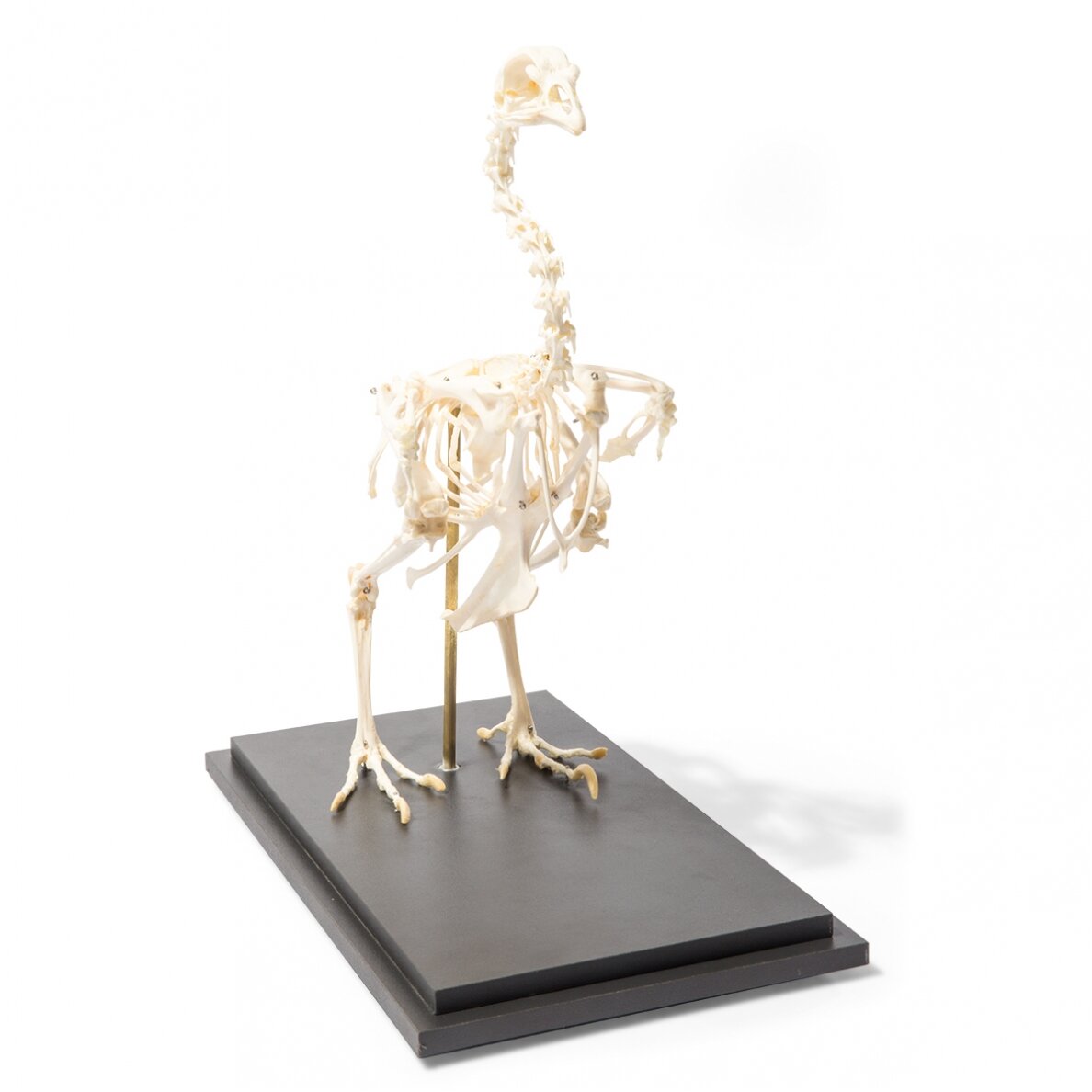 Vištos skeletas (Gallus gallus domesticus), pavyzdys 3 Vištos skeletas (Gallus gallus domesticus), pavyzdys 3