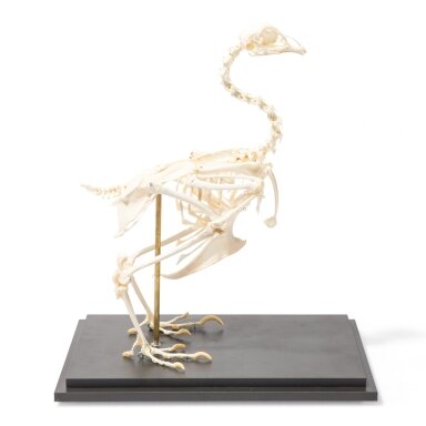 Vištos skeletas (Gallus gallus domesticus), pavyzdys Vištos skeletas (Gallus gallus domesticus), pavyzdys