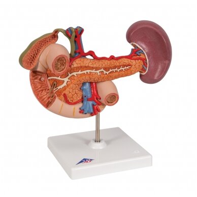 Viršutinio pilvo užpakalinių organų realaus dydžio modelis 2