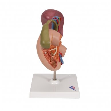 Viršutinio pilvo užpakalinių organų realaus dydžio modelis 3