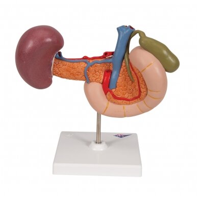 Viršutinio pilvo užpakalinių organų realaus dydžio modelis 4