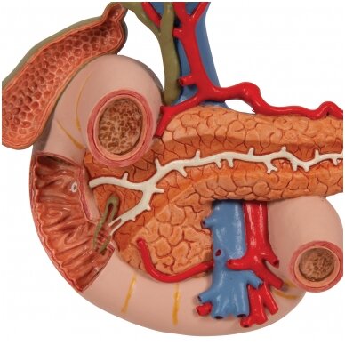 Viršutinio pilvo užpakalinių organų realaus dydžio modelis 7