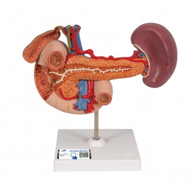 Viršutinio pilvo užpakalinių organų realaus dydžio modelis
