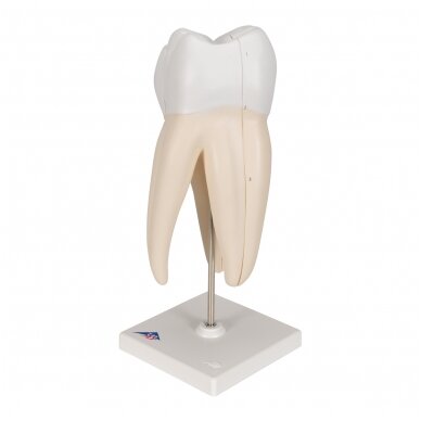 Viršutinio trigubos šaknies žmogaus krūminių dantų modelis, 3 dalys 2 Viršutinio trigubos šaknies žmogaus krūminių dantų modelis, 3 dalys 2