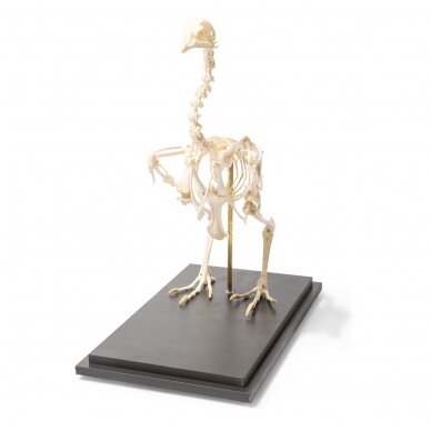 Vištos skeletas (Gallus gallus domesticus), pavyzdys 1 Vištos skeletas (Gallus gallus domesticus), pavyzdys 1