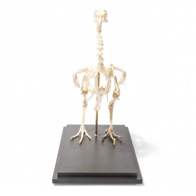 Vištos skeletas (Gallus gallus domesticus), pavyzdys 2 Vištos skeletas (Gallus gallus domesticus), pavyzdys 2