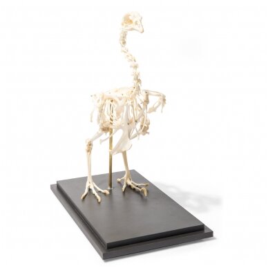 Vištos skeletas (Gallus gallus domesticus), pavyzdys 3 Vištos skeletas (Gallus gallus domesticus), pavyzdys 3