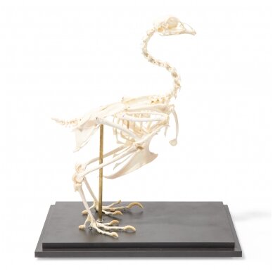 Vištos skeletas (Gallus gallus domesticus), pavyzdys Vištos skeletas (Gallus gallus domesticus), pavyzdys