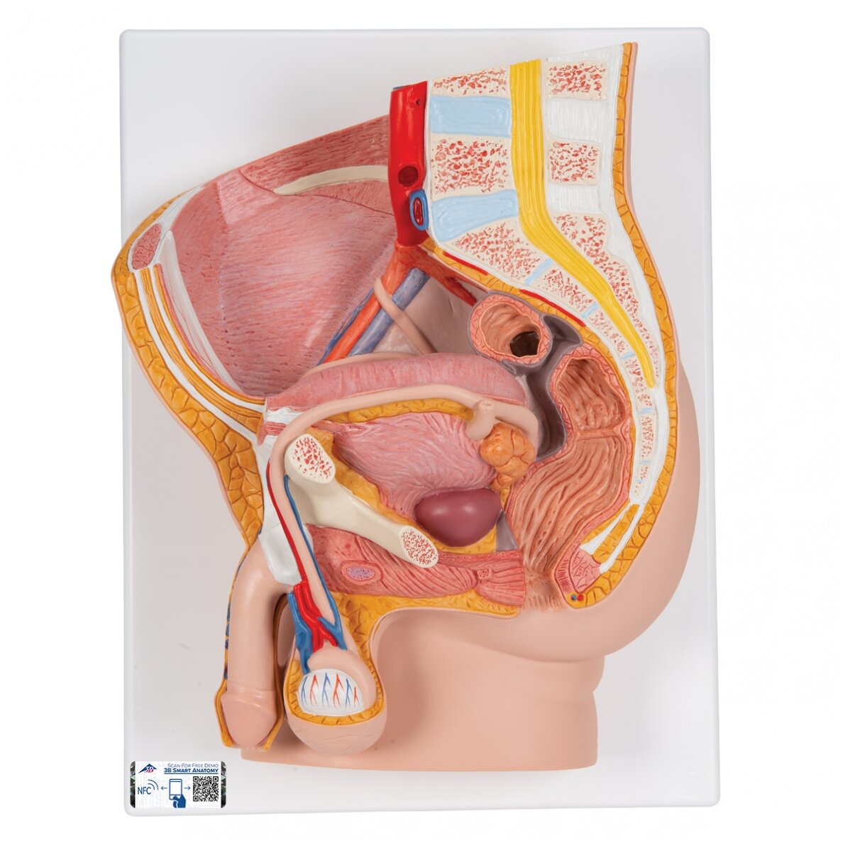 Vyro dubens modelis, 2 dalys Vyro dubens modelis, 2 dalys