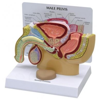 Vyras dubens skerspjūvis su prostata Vyras dubens skerspjūvis su prostata