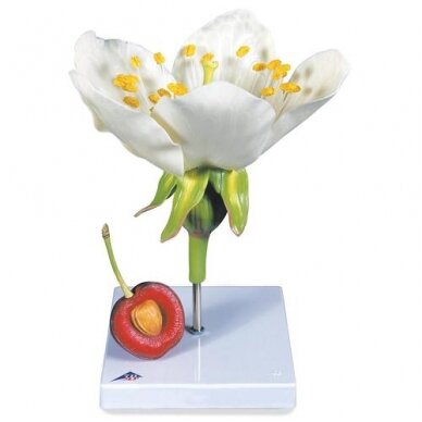 Vyšnios žiedo su vaisiais (Prunus avium) modelis Vyšnios žiedo su vaisiais (Prunus avium) modelis