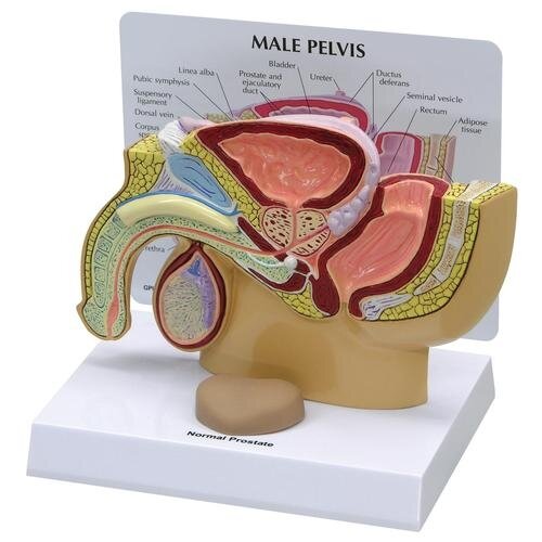 Vyras dubens skerspjūvis su prostata Vyras dubens skerspjūvis su prostata