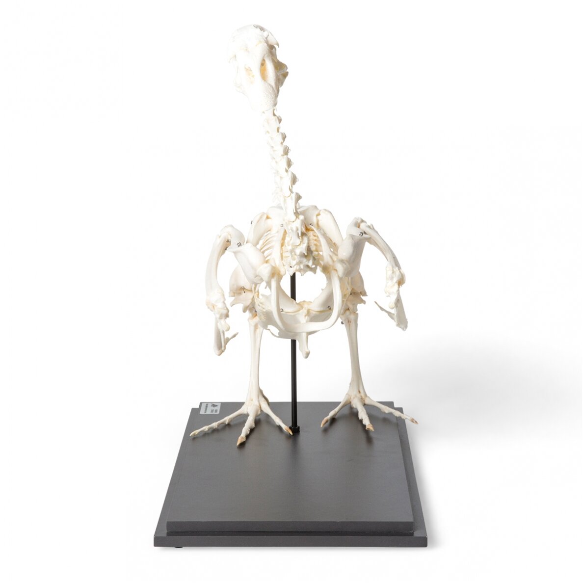 Žąsies skeletas (Anser anser domesticus), pavyzdys 2 Žąsies skeletas (Anser anser domesticus), pavyzdys 2