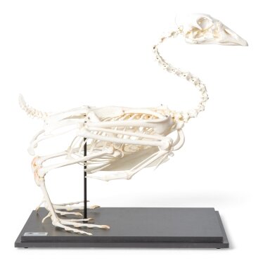 Žąsies skeletas (Anser anser domesticus), pavyzdys Žąsies skeletas (Anser anser domesticus), pavyzdys