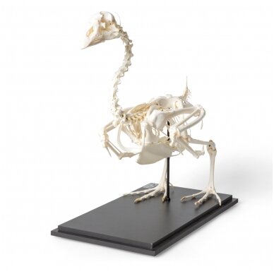 Žąsies skeletas (Anser anser domesticus), pavyzdys 1 Žąsies skeletas (Anser anser domesticus), pavyzdys 1