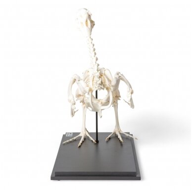 Žąsies skeletas (Anser anser domesticus), pavyzdys 2 Žąsies skeletas (Anser anser domesticus), pavyzdys 2